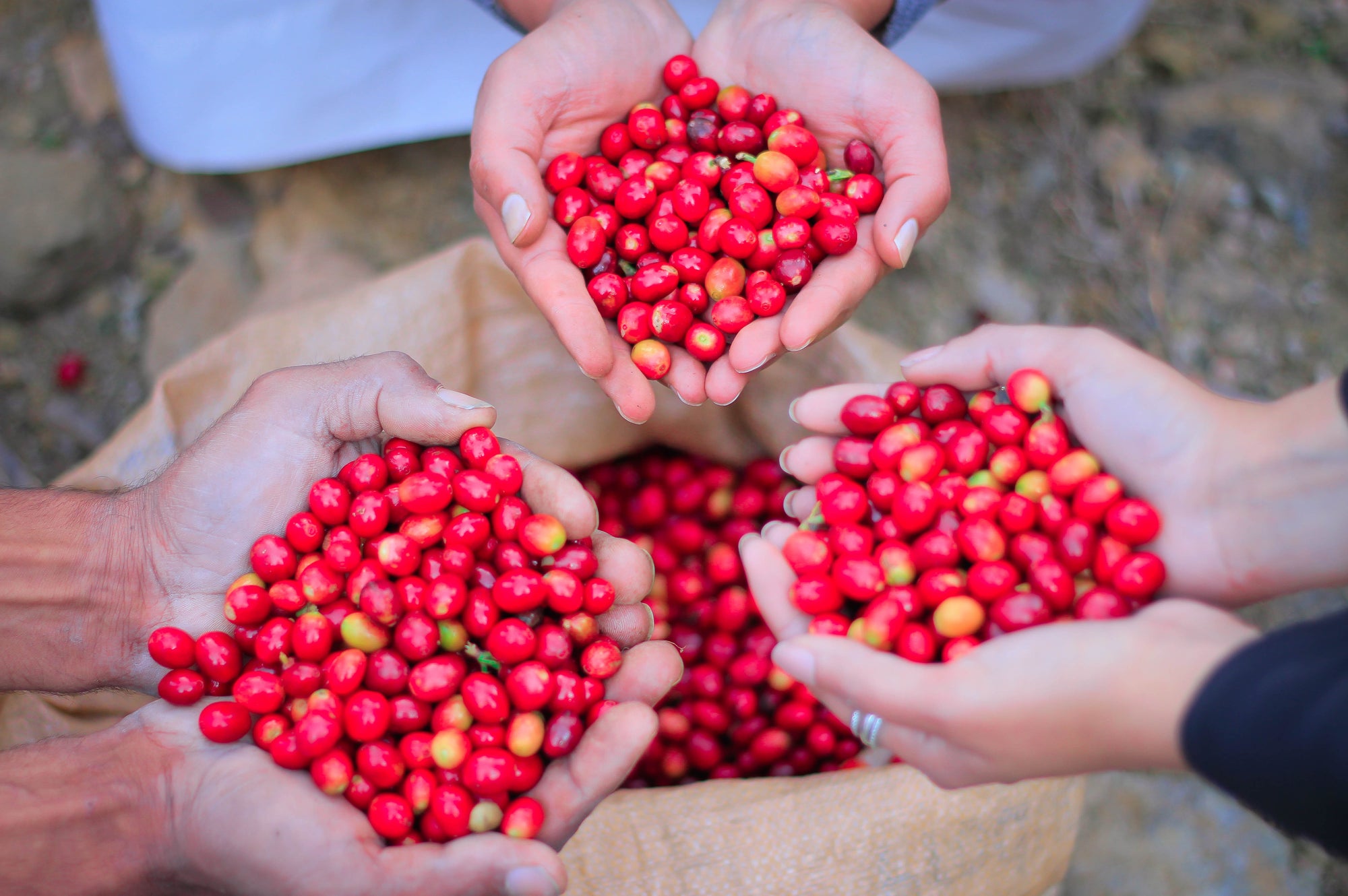 Freshly harvested coffee cherries from Yemen