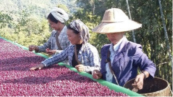 Historic Arrival of Myanmar Specialty Coffee in United States