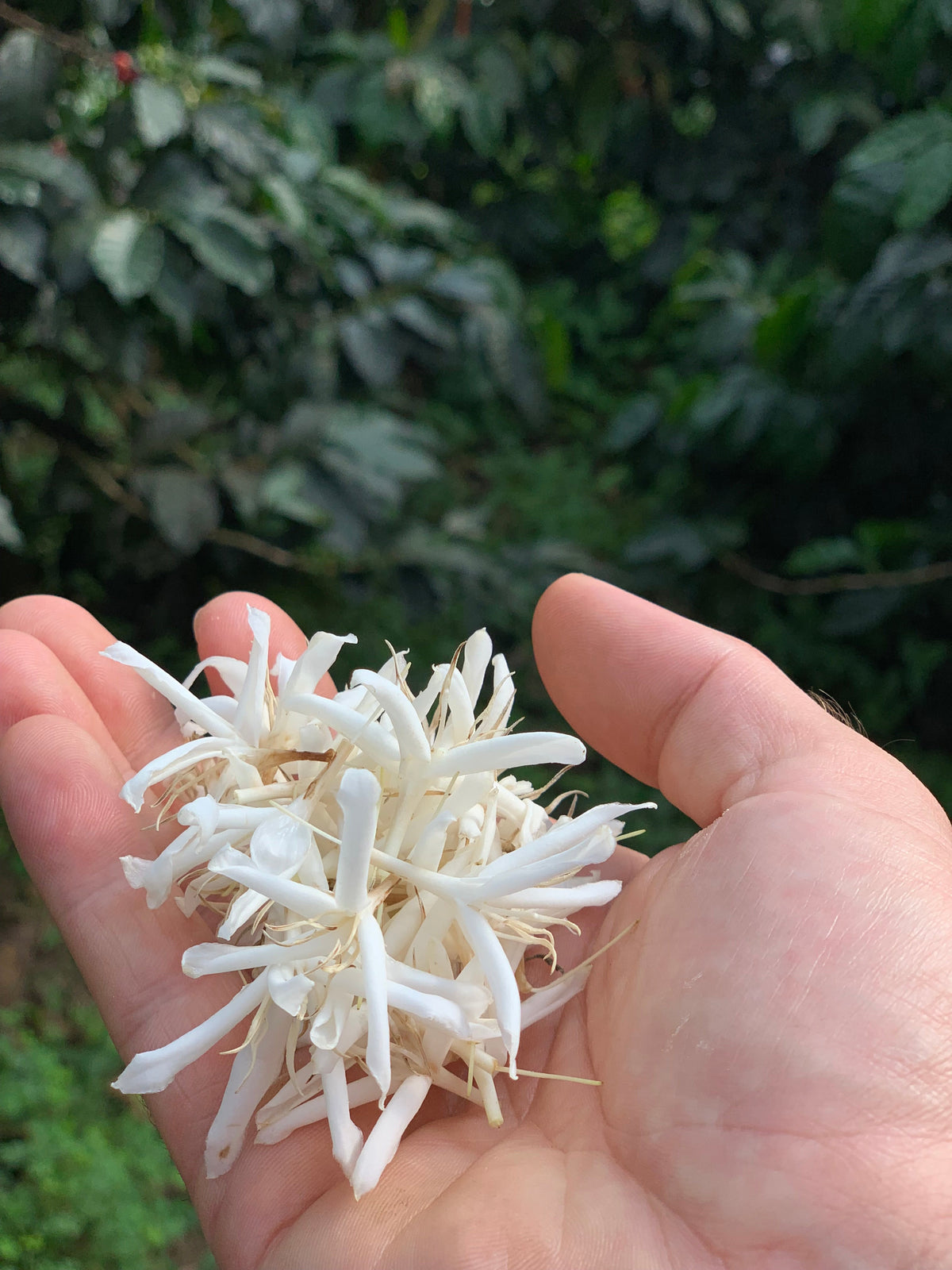 Panama Geisha: Altieri Estate