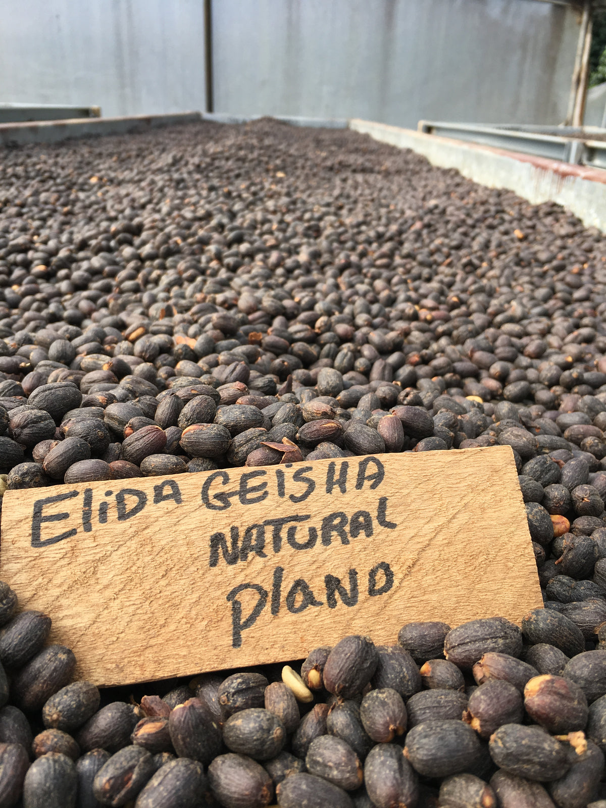 Panama Geisha - Elida Estate Geisha Natural