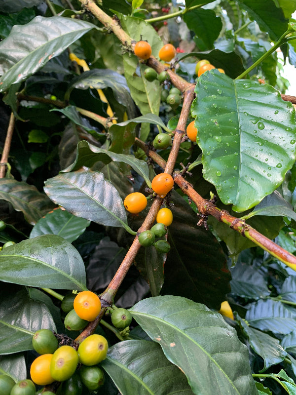 El Salvador Mercedes Orange Bourbon Anaerobic Natural
