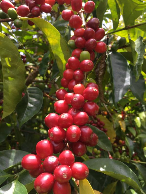 Panama Geisha: Altieri Estate